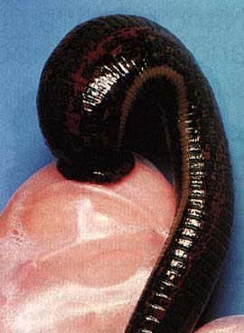 leeches in medicine