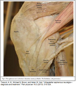 infrapatellar