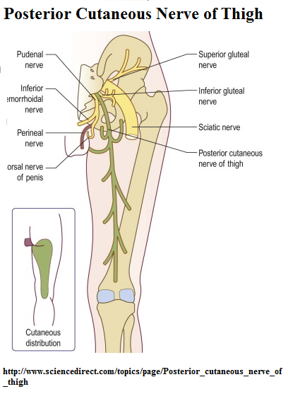 Buttock-Posterior Thigh Neuropathic Pain – Posterior Femoral Cutaneous